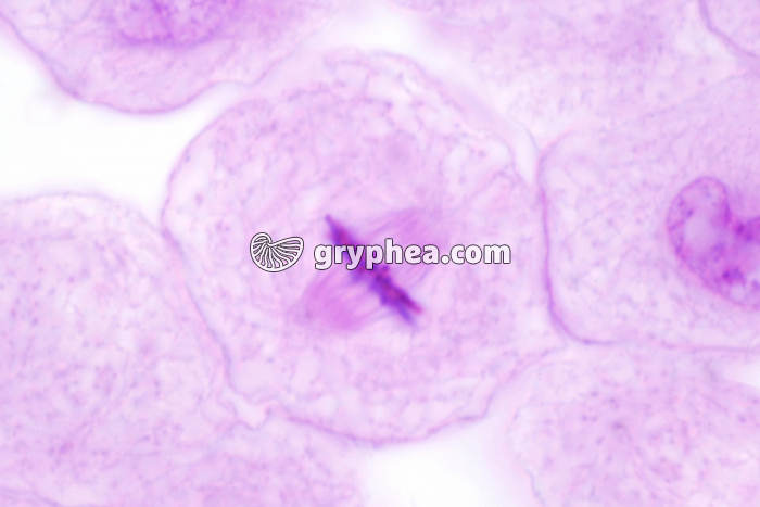 Cellules d'oeuf de Poisson - Mitose Métaphase x400 - gryphea.com